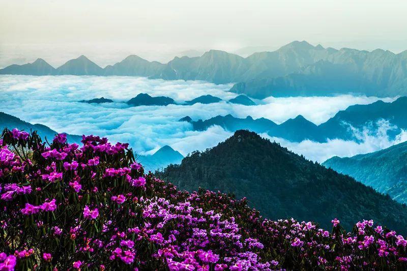 翻转吧，苹果虫
